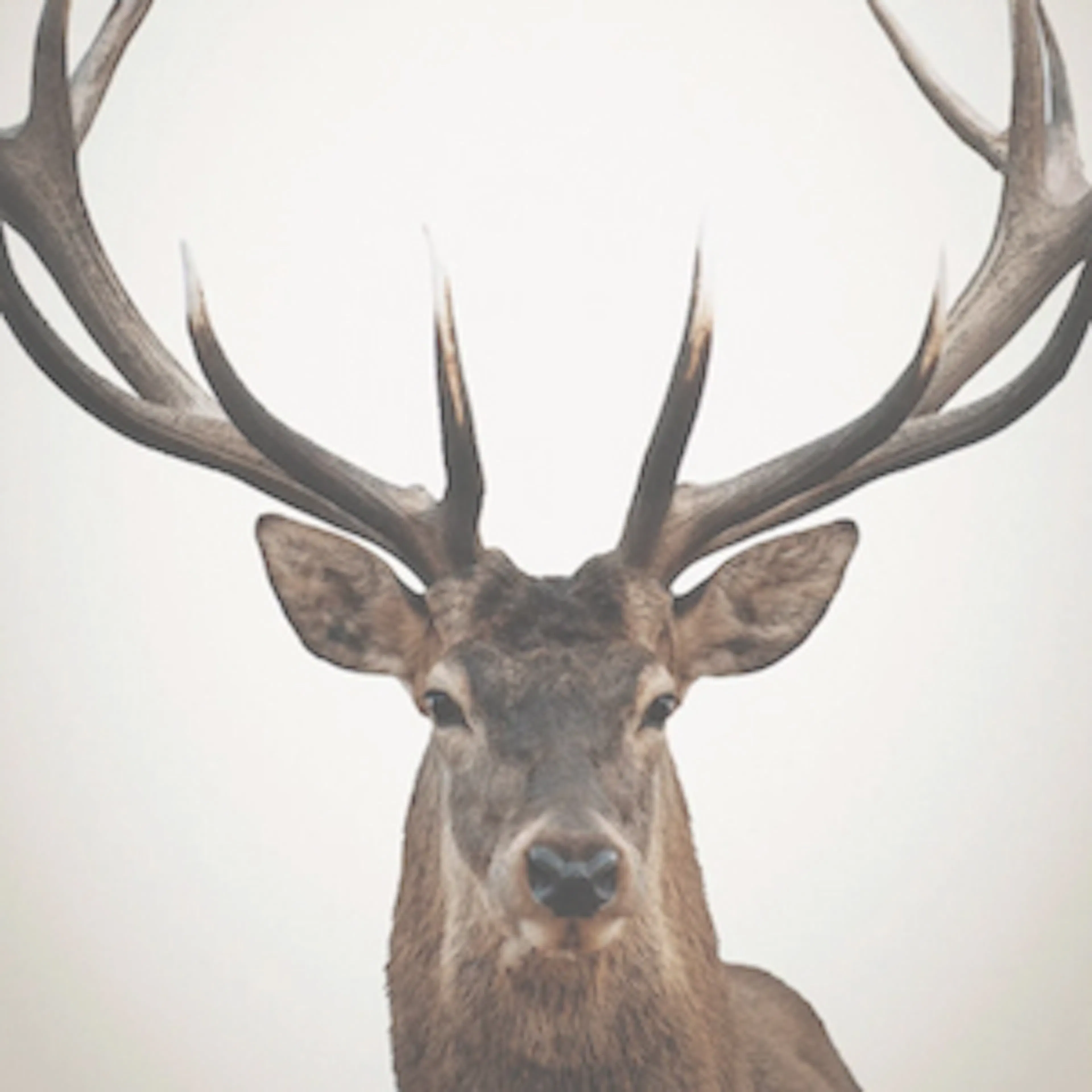 Animal Art prints