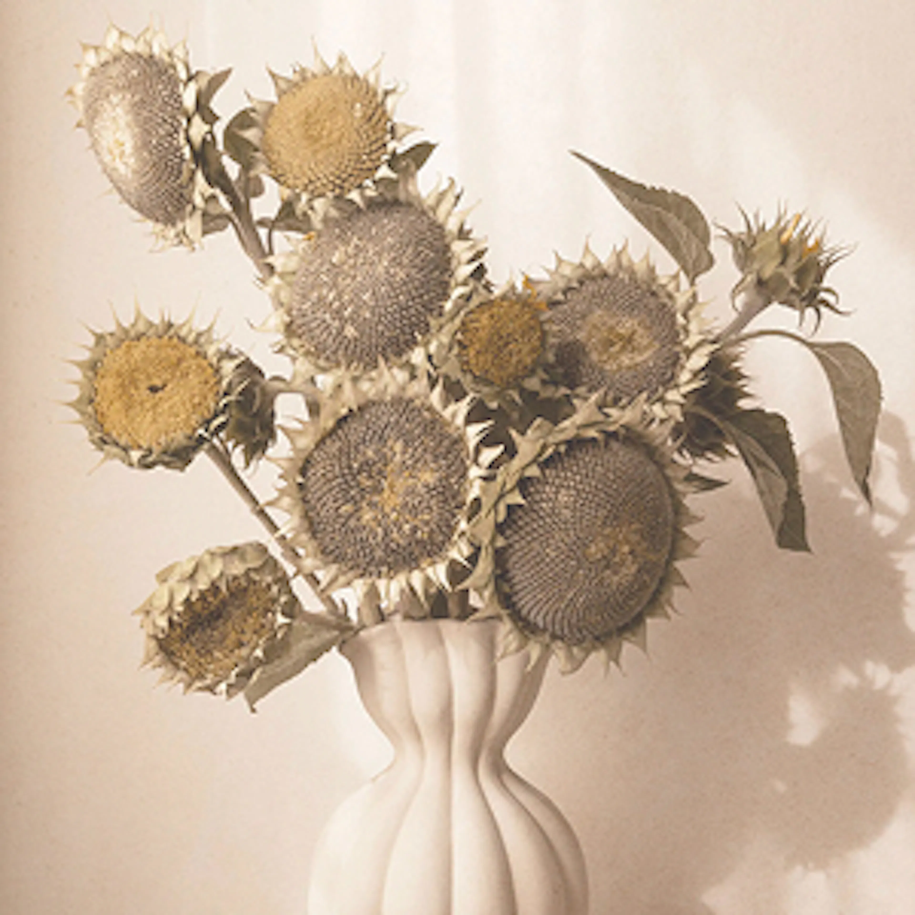 Dried plants
