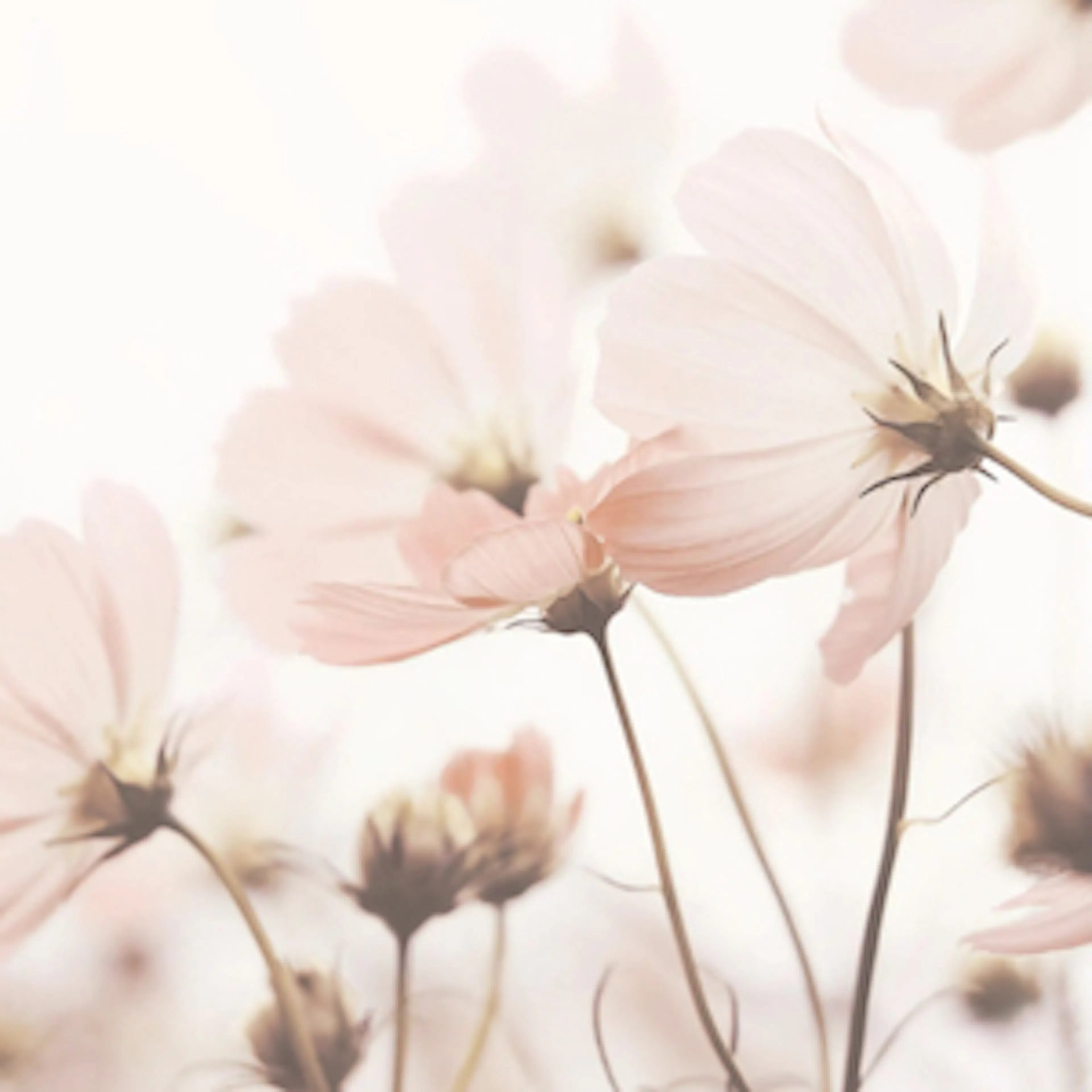 Floral prints